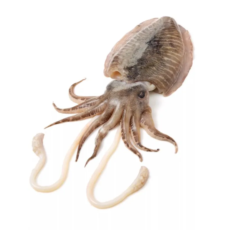 CUTTLEFISH WHOLE