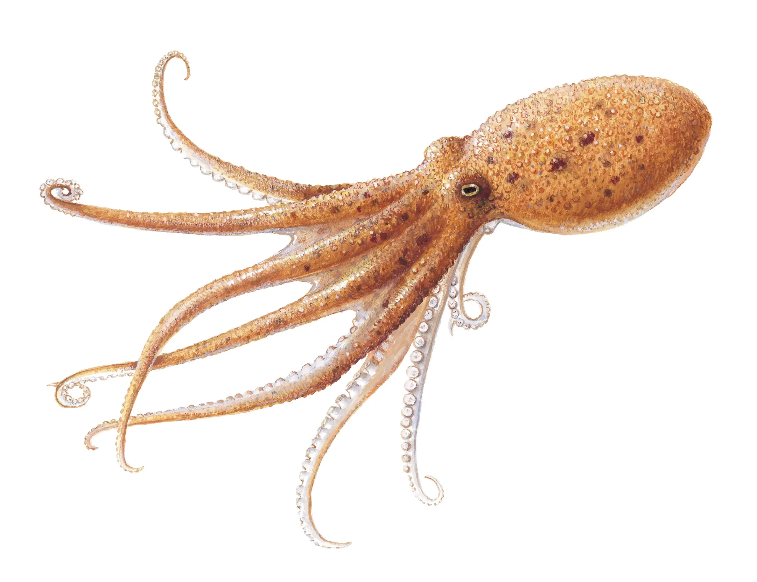 OCTOPUS