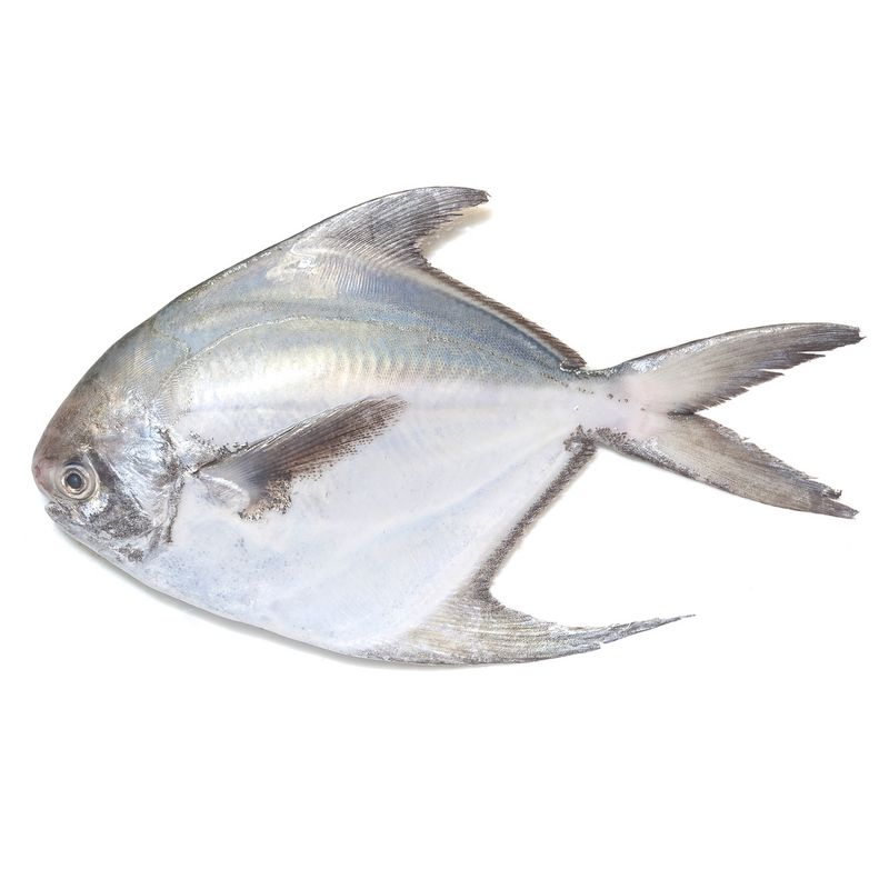 Silver Pomfret