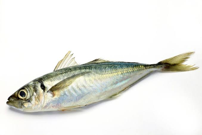 HORSE MACKERAL