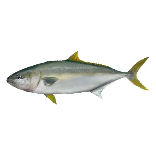 KINGFISH