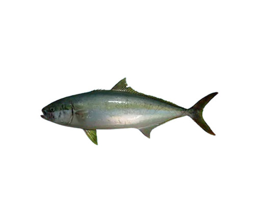 KINGFISH GUTTED