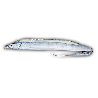 RIBBONFISH