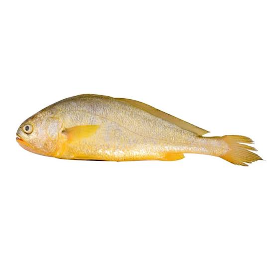 YELLOW CROAKER