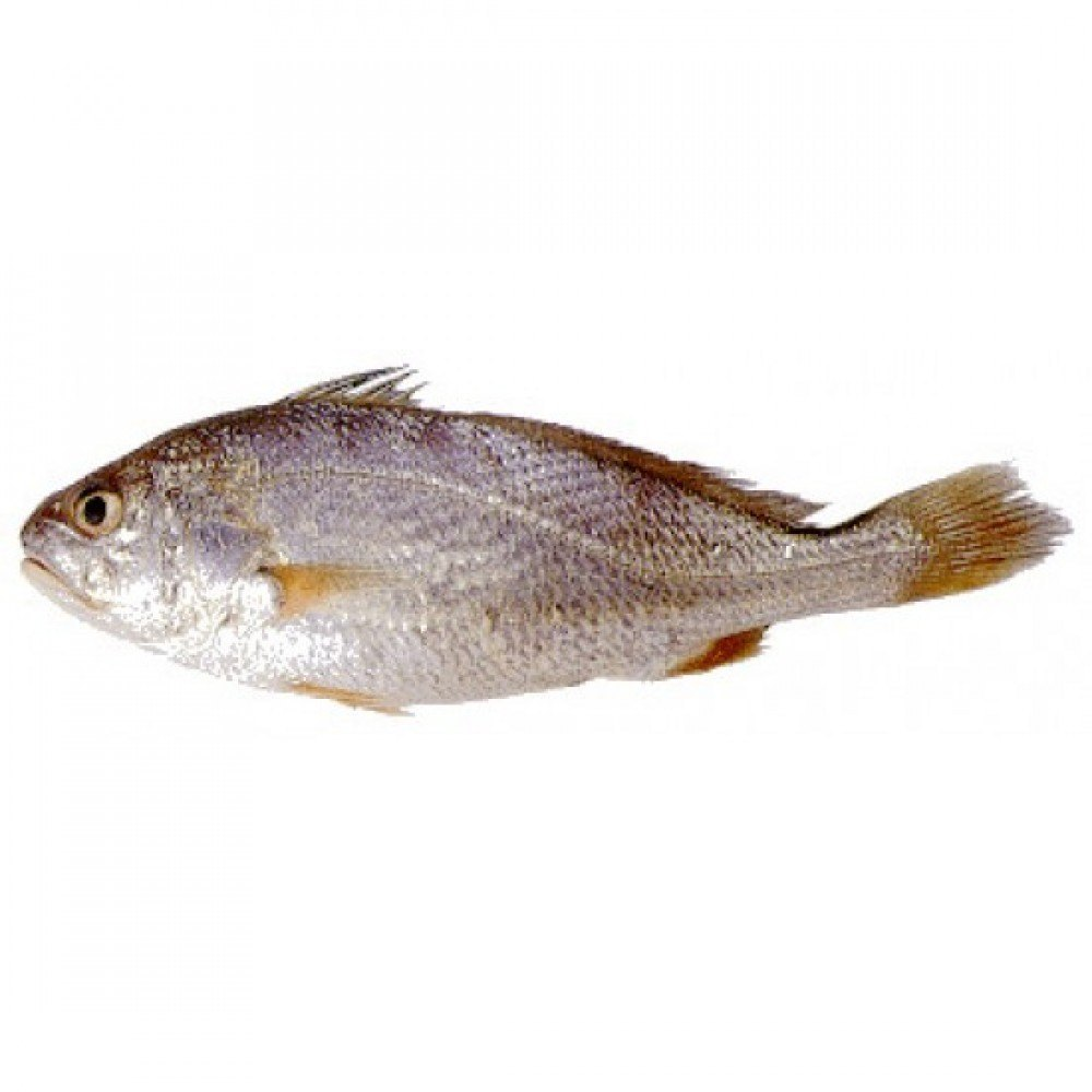SILVER CROAKER