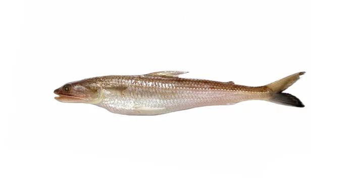 LIZARDFISH