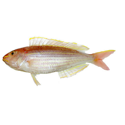 JAPANESE THREAD-FIN BREAM