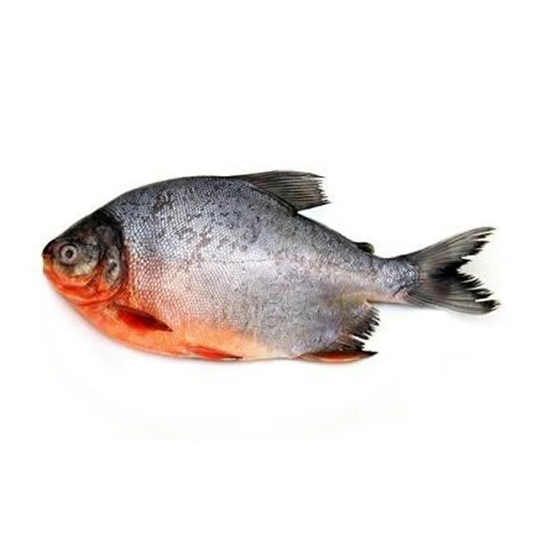 chinese pomfret