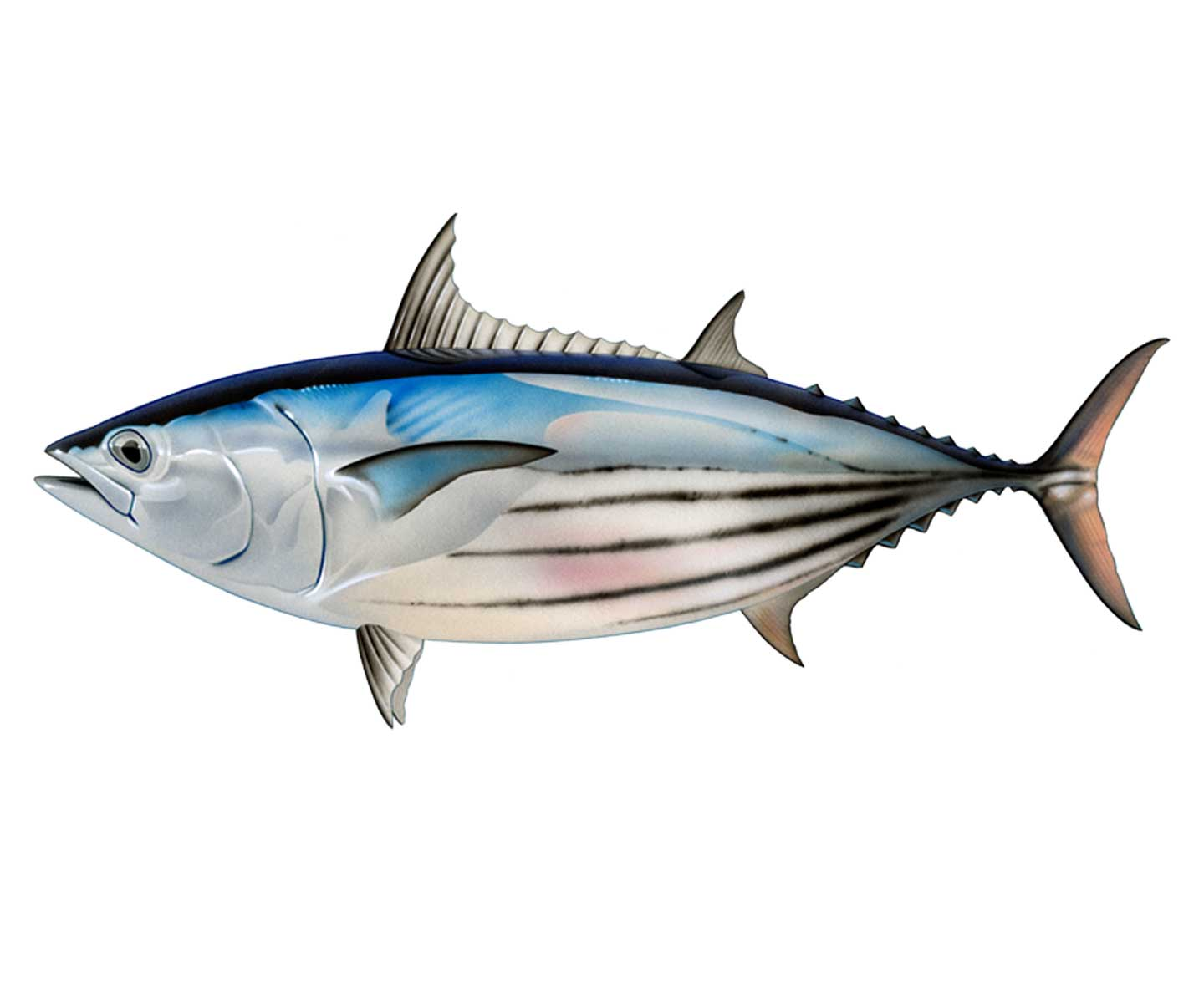 SKIPJACK TUNA