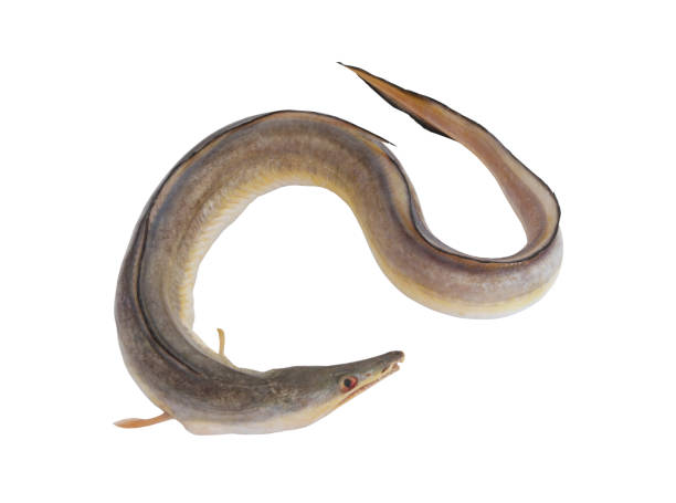 conger eel