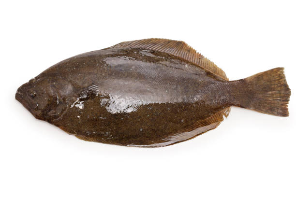 SOLEFISH
