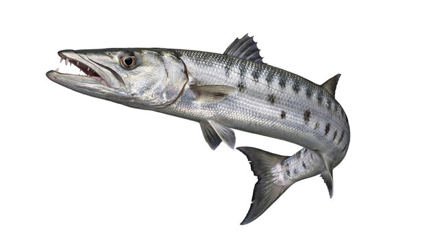 barracuda