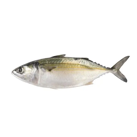 INDIAN MACKERAL