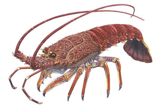 ROCK LOBSTER