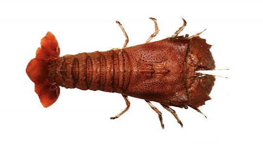SAND LOBSTER