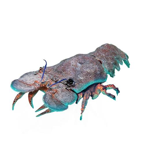 Slipper Lobster