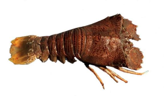 Moreton Bay Bug