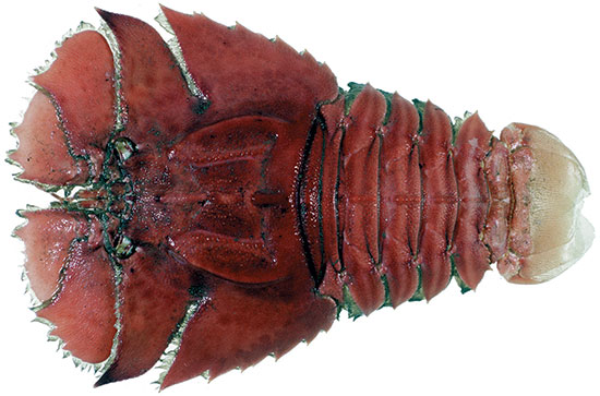 Balmain Bug