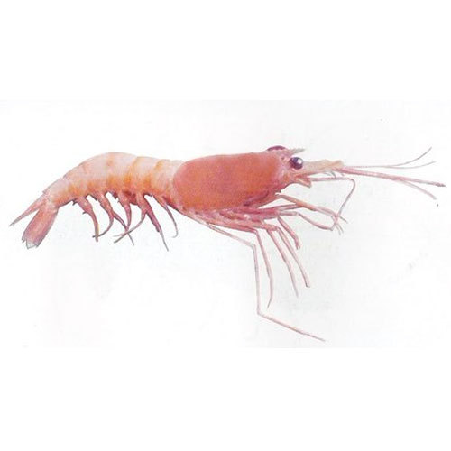 PUD DEEP SEA