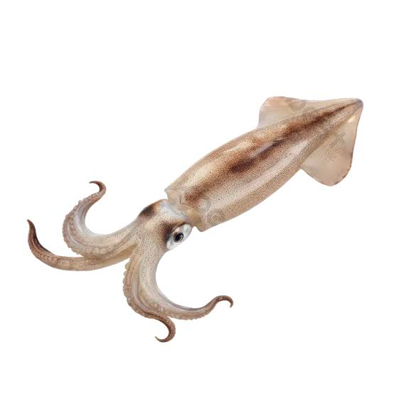squid whole