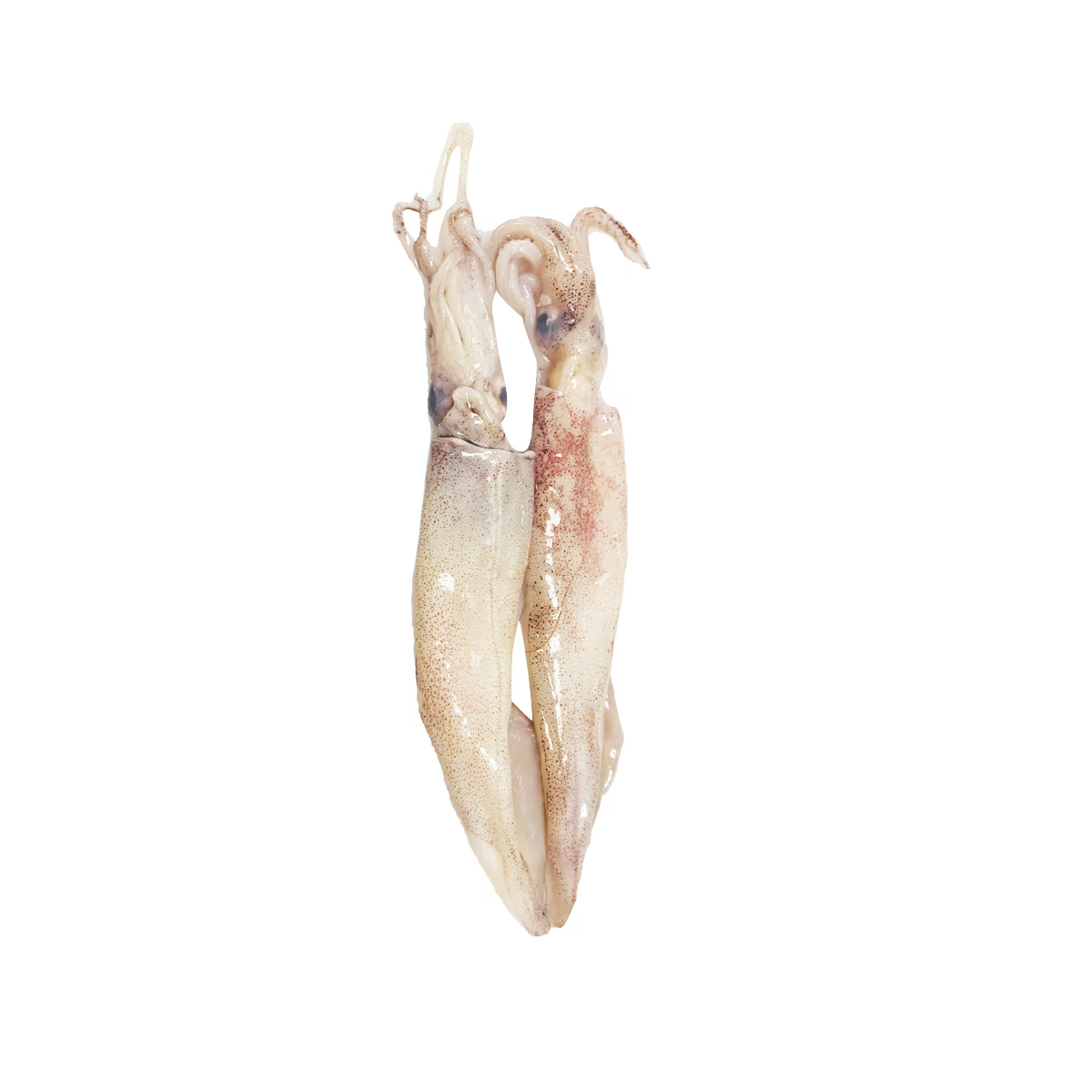 SQUID T&T