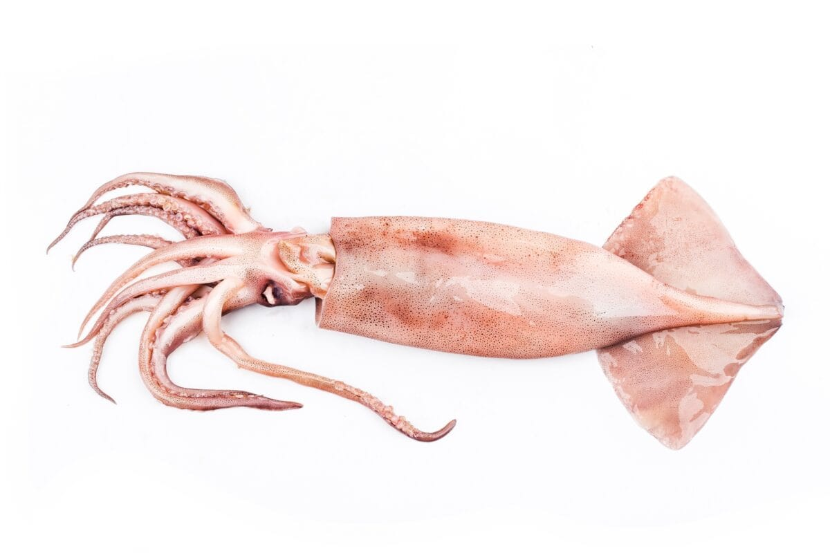 SQUID TENTACLES