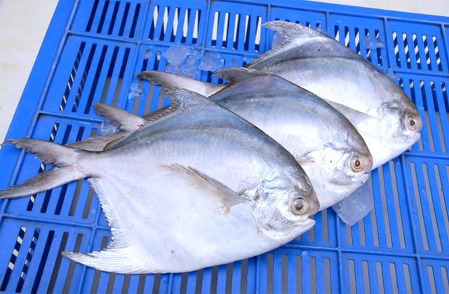 SILVER POMFRET