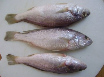 SILVER CROAKER