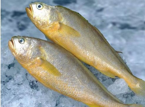 YELLOW CROAKER