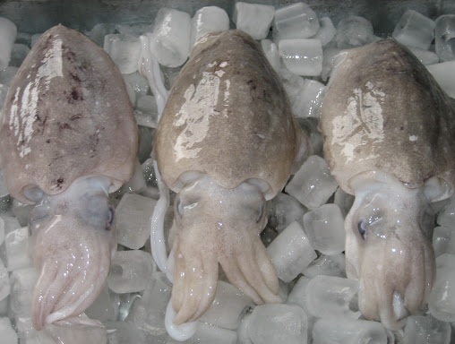 CUTTLE FISH