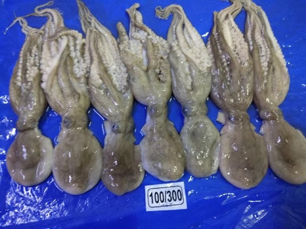 OCTOPUS WHOLE