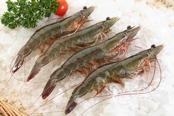 Black Tiger Shrimp